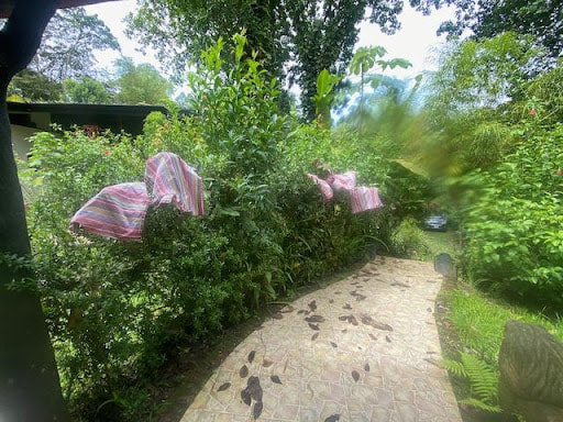  laundry-day-cloth-napkins-drying-costa-rican-style-drying-on-bushes