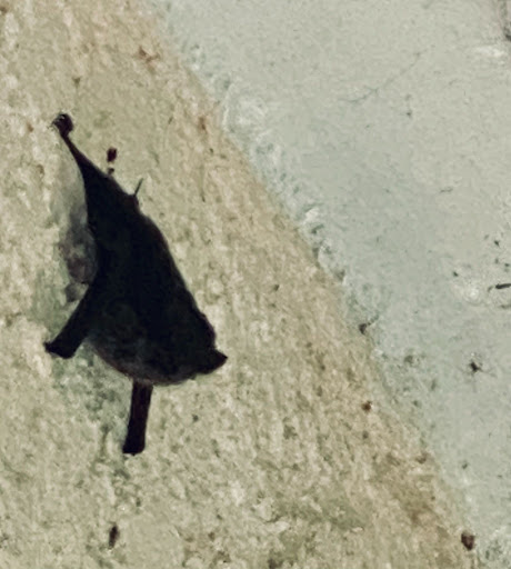 bat-on-textured-wall-daylight-costaricae